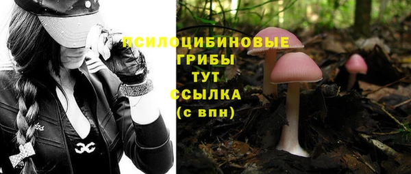 прущие грибы Абинск